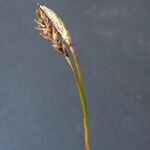 Carex ferruginea Цвят