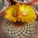 Parodia microsperma Flor