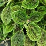 Pilea mollis Frunză