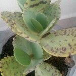 Kalanchoe marmorata Folha