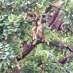 Albizia lebbeck Fruit