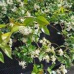 Trachelospermum jasminoides Облик