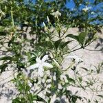 Jasminum grandiflorum Flor