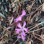 Saponaria sicula फूल