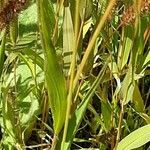 Setaria pumila Bark