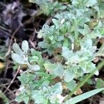 Aubrieta deltoidea Hostoa