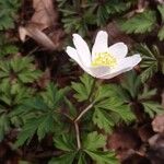 Anemone nemorosa Cvet