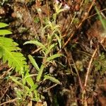 Buchnera pusilla Leaf