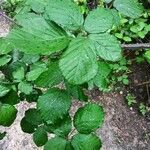 Rubus albiflorus Blatt