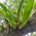 Prosthechea fragrans 葉