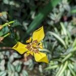 Trimezia martinicensis Çiçek
