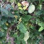 Araujia sericifera Frukt