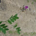 Lathyrus niger Corteza