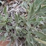 Oreocarya confertiflora 葉