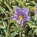 Solanum elaeagnifolium Flor