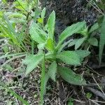 Heterotheca grandiflora Leaf