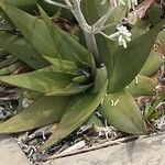 Aloe tomentosa Лист