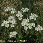 Anemonastrum narcissiflorum عادت