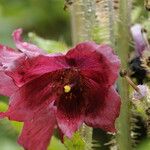 Meconopsis manasluensis