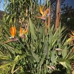 Strelitzia reginae Агульны выгляд