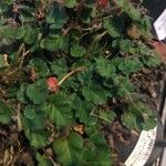 Erodium corsicum Yaprak