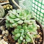 Echeveria minima Ліст