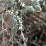 Artemisia herba-alba برگ