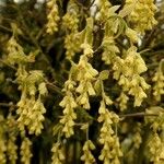 Corylopsis willmottiae