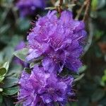 Rhododendron russatum പുഷ്പം