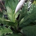 Spathiphyllum wendlandii Folio