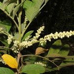 Cupania guatemalensis Kvet