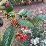 Cotoneaster frigidus Levél