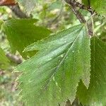 Karpatiosorbus remensis Foglia