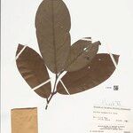 Annona neoinsignis Leaf