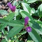 Polygala californica 整株植物