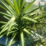 Yucca aloifolia Folha