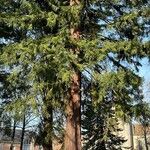 Sequoia sempervirens Habitat