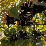 Butea monosperma (Fruct)