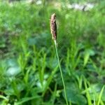 Carex pilosa Cvet