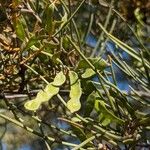 Acacia aneura Fruit