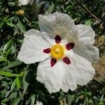 Cistus ladanifer Kvet
