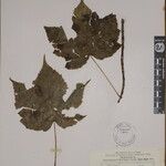 Acer caesium Sonstige