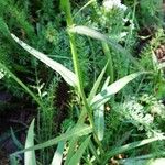 Campanula persicifolia Blatt