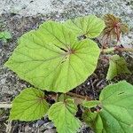 Begonia handelii Folha