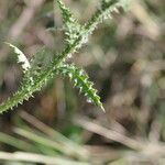 Carduus crispus Leaf