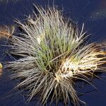 Carex stricta Fruit