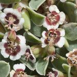 Euphorbia albomarginata Квітка