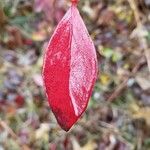 Vaccinium angustifolium Folha