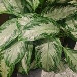 Aglaonema commutatumBlomst