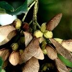 Acer tataricum Fruit